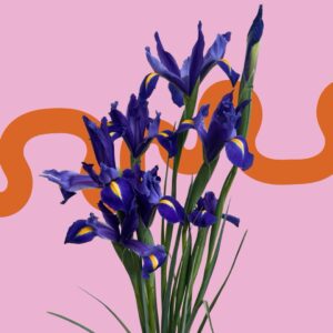 IRIS