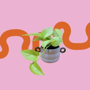 AUREUM POTHOS - DEVILS IVY GOLDEN