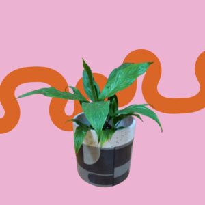 PEPEROMIA OBTUSIFOLIA