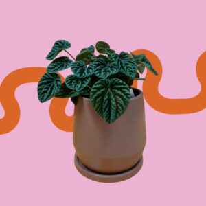 PEPEROMIA EMERALD RIPPLE