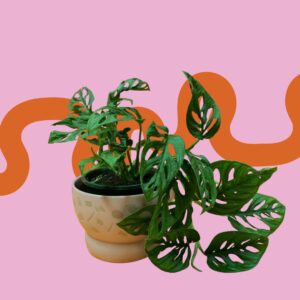 MONSTERA ADANSONII